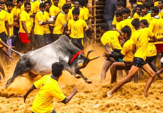 Jalikattu India- Weird Festivals in the World