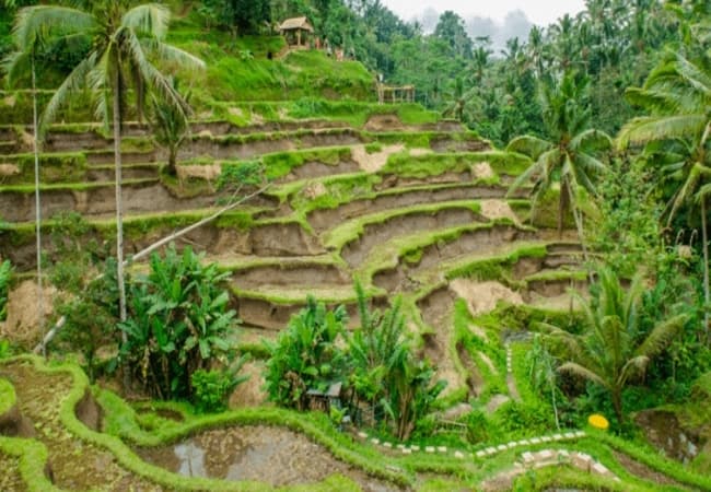 Jatiluwih or Tegallalang Rice Terraces
