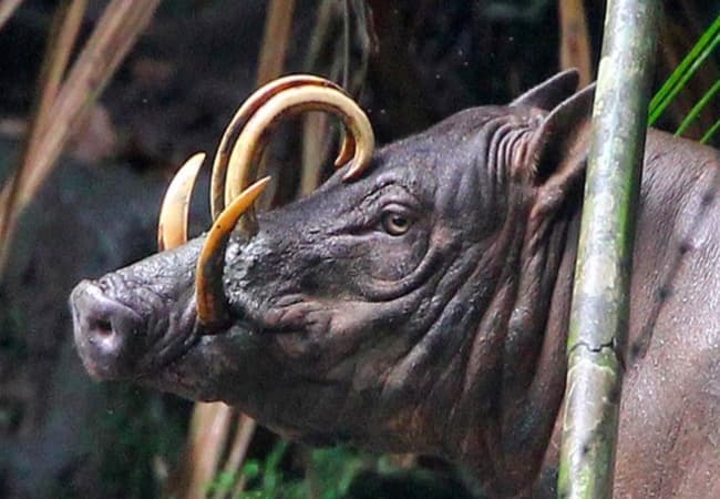 Babirusa- Weird Creatures On Earth