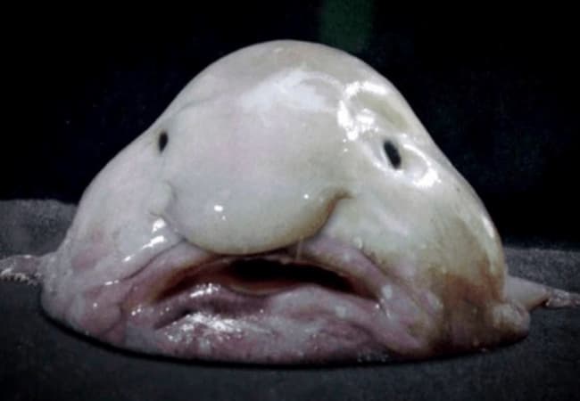 Blobfish