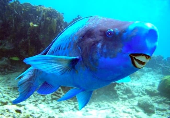 Blue Parrot Fish