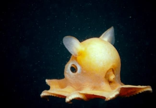 Dumbo Octopus