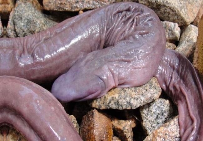 Penis Snake- Weird Creatures On Earth