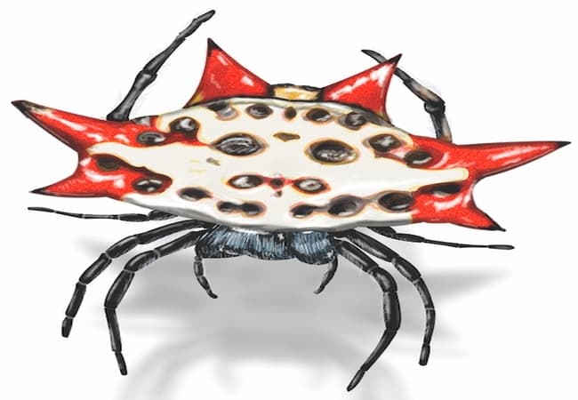 Spiny orb-weaver- Weird Creatures On Earth