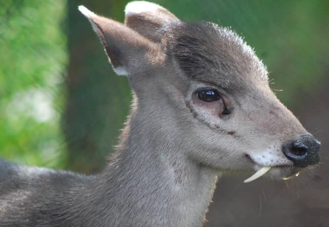 Tufted Deer- Weird Creatures On Earth