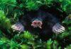Weird creatures on earth is so bizarre that you think they are alien