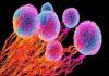 Cancer Diseases is the deadliest know enemy for Mankind Cancer Diseases