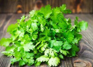 Coriander Leaves Health Benefit apart from garnishing dishes Coriander Leaves Health Benefit