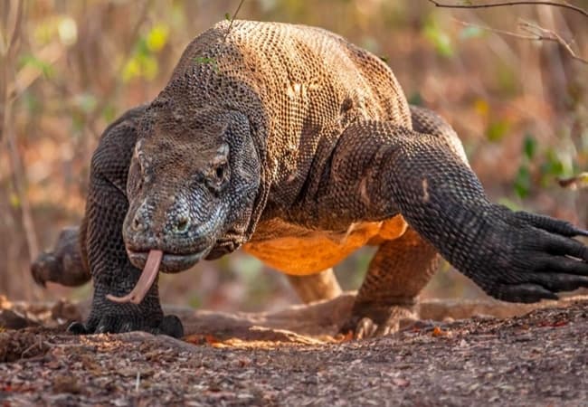 Komodo Indonesia