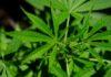Marijuana Less Addictive than Alcohol or Cigarettes Marijuana Less Addictive