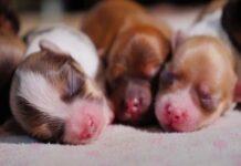 Pet Adoption is a better option than buying an animal Pet Adoption