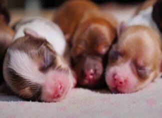 Pet Adoption is a better option than buying an animal Pet Adoption