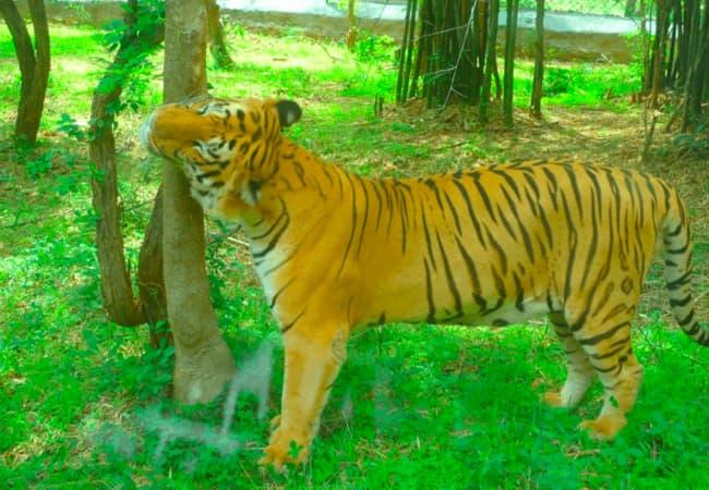 Bannerghatta National Park- Best Places in Bengaluru