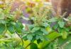 Health Benefits of Tulsi Plant you must know for better life Health Benefits of Tulsi