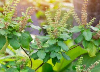 Health Benefits of Tulsi Plant you must know for better life Health Benefits of Tulsi