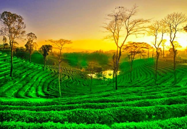 Assam- Seven Sisters of India