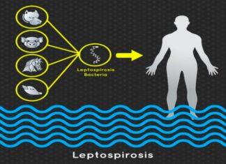Leptospirosis Cause and Cure for you to be careful Leptospirosis Cause and Cure