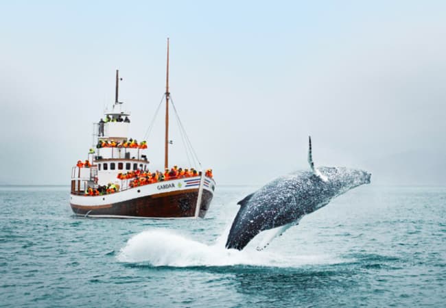 Whale Watching- Iceland Tourism