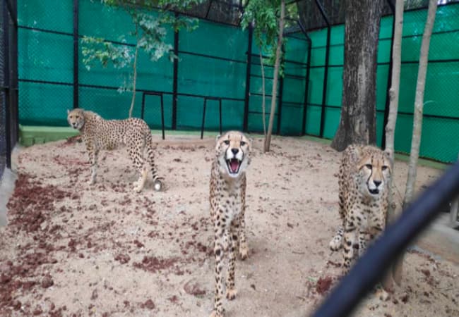 Mysuru Zoo- Best Places in Mysore