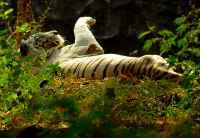 Rajiv Gandhi Zoological Park- Best Places in Pune