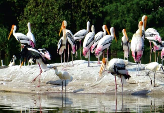 Ranganathittu Bird Sanctuary
