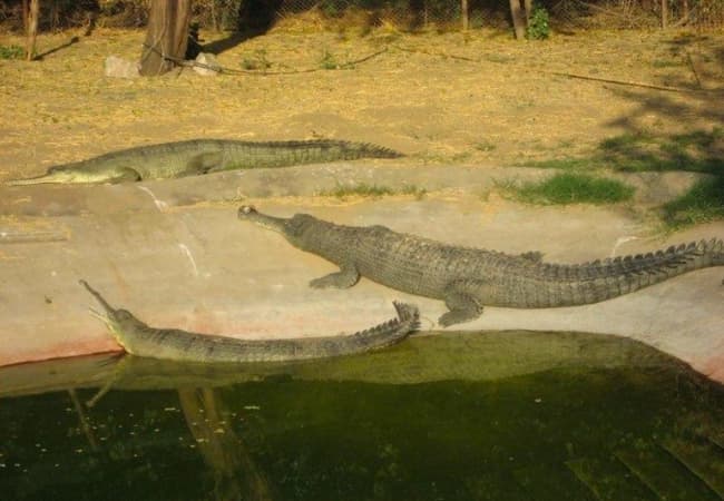 Zoo- Best Places in Jaipur