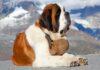 Expensive Dog Breeds not meant for Indian Climate Expensive Dog Breeds