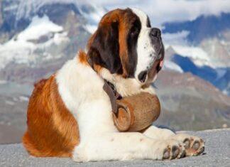 Expensive Dog Breeds not meant for Indian Climate Expensive Dog Breeds