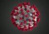What is corona virus and what precautions you have to take reported numbers of corona