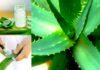 Know more about Aloe Vera Side Effects apart from its benefits Aloe Vera Side Effects