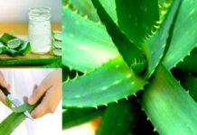 Know more about Aloe Vera Side Effects apart from its benefits Aloe Vera Side Effects
