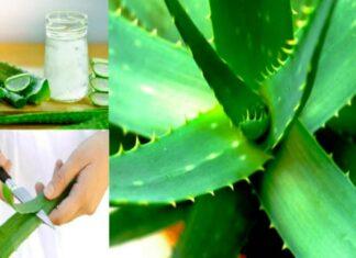 Know more about Aloe Vera Side Effects apart from its benefits Aloe Vera Side Effects