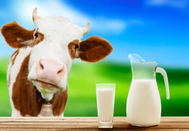 Largest milk producer